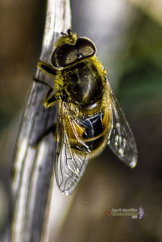 Eristalis tenax -mosca zangano.jpg